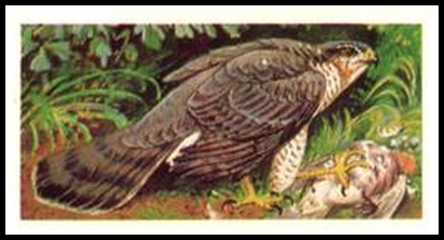 30 Sparrow Hawk